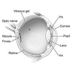 diagram-eye